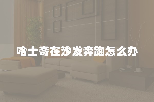 哈士奇在沙发奔跑怎么办