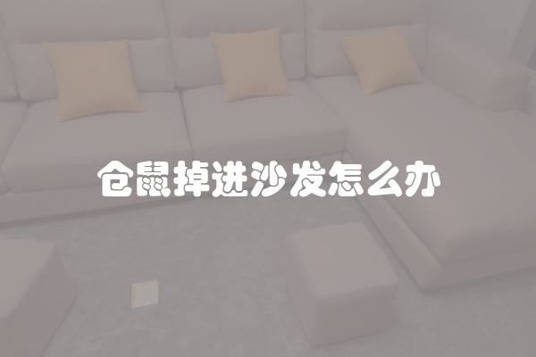 仓鼠掉进沙发怎么办