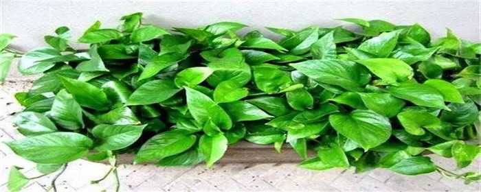 装修完怎样除甲醛 装修完怎样除甲醛