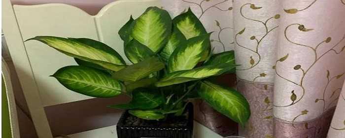 室内刚装修放什么植物