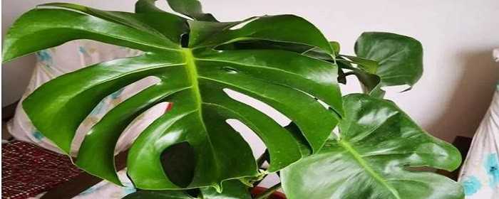 室内刚装修放什么植物