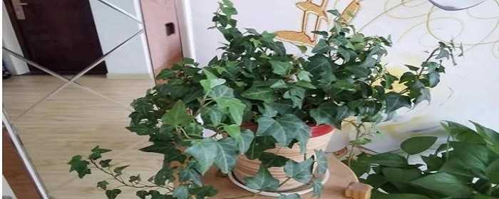 室内刚装修放什么植物