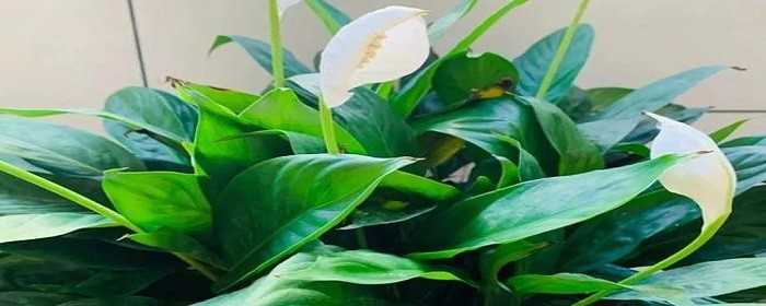 室内刚装修放什么植物