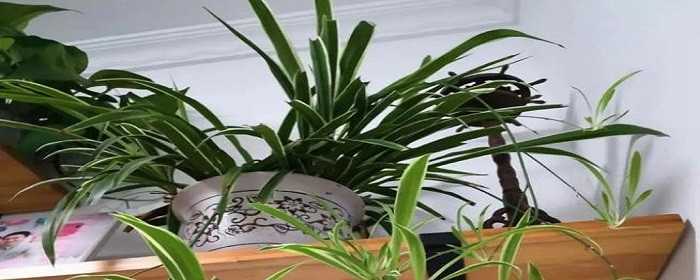 室内刚装修放什么植物