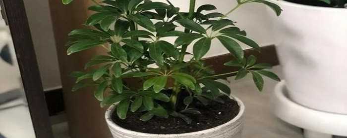 室内刚装修放什么植物