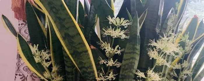 室内刚装修放什么植物