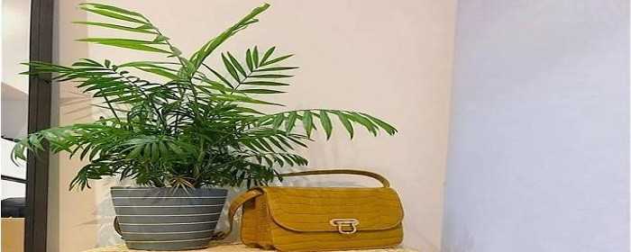 室内刚装修放什么植物